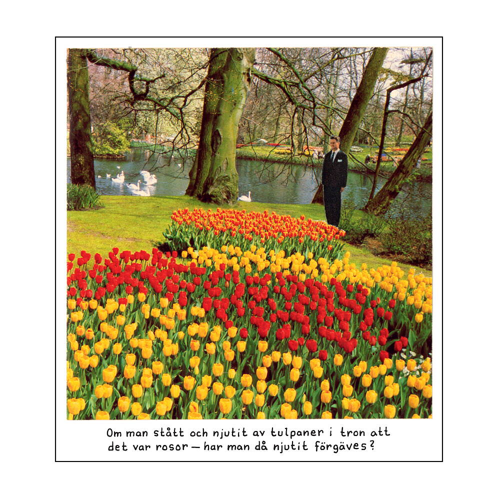 Magnet Jan Stenmark "Tulpaner"